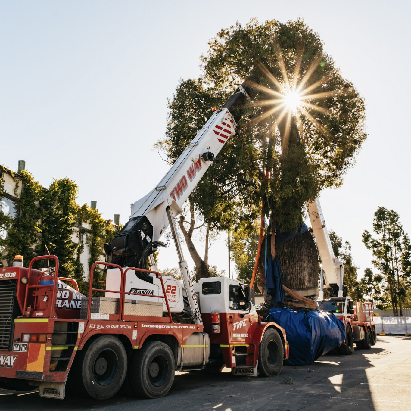 Dixon’s Trees